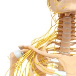 nerves of the upper trap