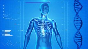 https://pixabay.com/en/human-skeleton-the-human-body-163715/